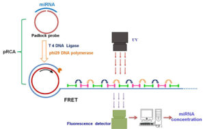 Specific Quantification MicroRNA by Coupling Probe-Rolling Circle Amplification and Förster Resonance Energy Transfer-medicine innovates