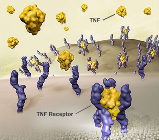 tumor necrosis factor receptor 2 novel therapeutic target