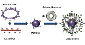 Composite liposome-PEI/nucleic acid lipopolyplexes for safe and efficient gene delivery and gene KD - Medicine Innovates