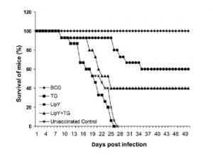 Bettering BCG vaccine: LipY, an important antigen to boost BCG vaccine to counter active and latent infections of M. tuberculosis - Medicine Innovates
