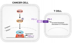 Activation of PD-L1 by the Hippo pathway
