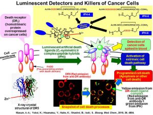 Luminescent Detectors and Killers of Cancer Cells - Medicine Innovates