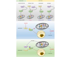 Uncoupling FoxO3A Mitochondrial and Nuclear Functions in Cancer Cells Undergoing Metabolic Stress and Chemotherapy - Medicine Innovates