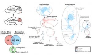 Brain region specific molecular changes in SCA1 - Medicine Innovates