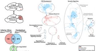 Brain region specific molecular changes in SCA1 - Medicine Innovates