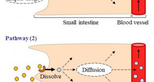 Energy-Dependent Endocytosis Is Involved in the Absorption of Indomethacin Nanoparticles in the Small Intestine - Medicine Innovates