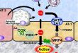 The prostaglandin transporter OATP2A1/SLCO2A1 redistributes secreted PGE2 to the place where it is needed - Medicine Innovates