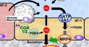 The prostaglandin transporter OATP2A1/SLCO2A1 redistributes secreted PGE2 to the place where it is needed - Medicine Innovates