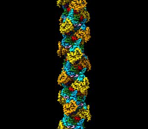 High resolution cryo-EM structure of the helical RNA-bound Hantaan virus nucleocapsid reveals its assembly mechanisms - Medicine Innovates