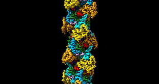 High resolution cryo-EM structure of the helical RNA-bound Hantaan virus nucleocapsid reveals its assembly mechanisms - Medicine Innovates