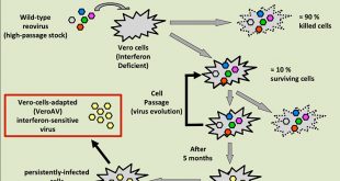 A single mutation in the mammalian orthoreovirus S1 gene is responsible for increased interferon sensitivity in a virus mutant selected in Vero cells - Medicine Innovates
