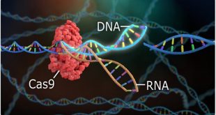 CRISPR Genome Editing Holds Back Triple-Negative Breast Cancer in Mice - Medicine Innovates