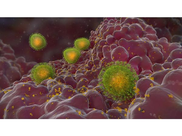 A close-up at COVID-19 coronavirus attacking lungs Medicine Innovates