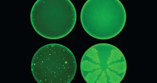 A new antibiotic compound identified by Artificial Intelligence - Medicine Innovates