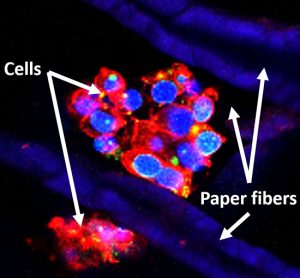 Putting it Inside a Paper: Cell Cryopreservation in micro-3D Environment - Medicine Innovates