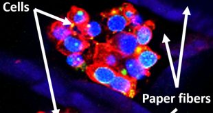 Putting it Inside a Paper: Cell Cryopreservation in micro-3D Environment - Medicine Innovates