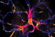 Reversing Parkinson’s disease by substituting dead Neurons - Medicine Innovates