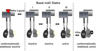Gsα stimulation of mammalian adenylate cyclases regulated by their hexahelical membrane anchors - Medicine Innovates