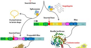 An Novel Reporter for Quantitative Imaging of RNA Aberrant Splicing - Medicine Innovates