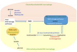 Evolutionary Views of Tuberculosis: Indoleamine 2,3-Dioxygenase Catalyzed Nicotinamide Synthesis Reﬂects Shifts in Macrophage Metabolism - Medicine Innovates