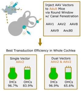 Hair Cell Transduction Efficiency of Single- and Dual-AAV Serotypes in Adult Murine Cochleae - Medicine Innovates