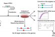 Correction of the aprt Gene Using Repair-Polypurine Reverse Hoogsteen Hairpins in Mammalian Cells - Medicine Innovates