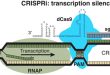 CRISPRi screens reveal sources of metabolic robustness in E. coli - Medicine Innovates