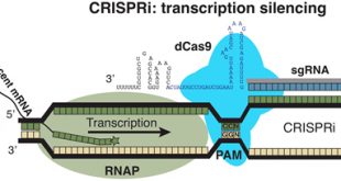 CRISPRi screens reveal sources of metabolic robustness in E. coli - Medicine Innovates