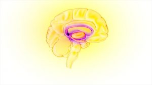 insula, a key brain region in the chronification of migraine-Medicine Innovates