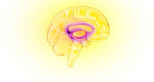 insula, a key brain region in the chronification of migraine-Medicine Innovates