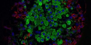 The Circadian Rythym gene BMAL1 Controls Insulin-Producing Beta-Cell Regeneration - Medicine Innovates