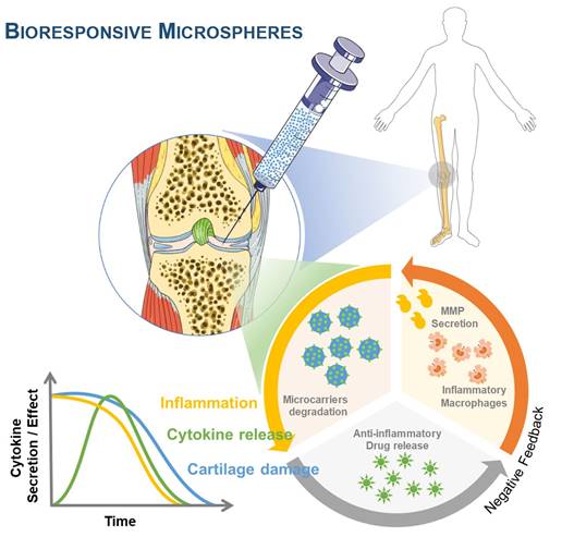 Bioresponsive microspheres for on-demand delivery of anti-inflammatory cytokines for articular cartilage repair - Medicine Innovates