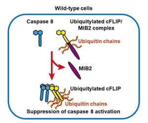 MIB2 plays an essential role in suppressing caspase 8-mediated cell death - Medicine Innovates
