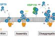 Hsp70 chaperones dissolve protein aggregates in Parkinson's disease - Medicine Innovates