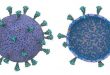 First complete coronavirus model shows Spike Proteins cooperation - Medicine Innovates