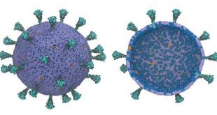 First complete coronavirus model shows Spike Proteins cooperation - Medicine Innovates