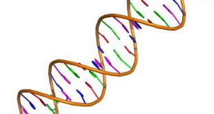 Developing a new gene-editing tool - Medicine Innovates