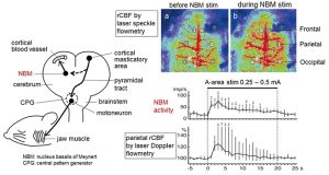 Involvement of the basal nucleus of Meynert on regional cerebral cortical vasodilation associated with masticatory muscle activity in rat - Medicine Innovates