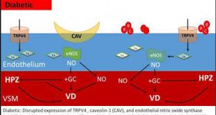 Dysregulation of TRPV4, eNOS and caveolin-1 contribute to endothelial dysfunction - Medicine Innovates
