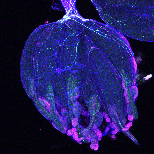 A monoamine neurotransmitter regulates stem cells: A lesson from the fruit fly Drosophila melanogaster - Medicine Innovates