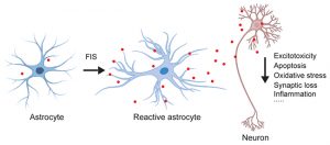 Reactive astrocytes-derived GDNF plays an important role in brain protection and improvement of long-term stroke outcomes in mouse model - Medicine Innovates