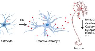 Reactive astrocytes-derived GDNF plays an important role in brain protection and improvement of long-term stroke outcomes in mouse model - Medicine Innovates