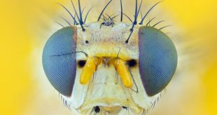 Drosophila as a high-throughput in vivo genetic model to study Antipsychotic drugs - Medicine Innovates