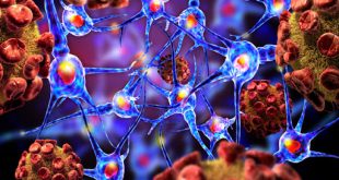 Human endogenous retrovirus expression damages brain development - Medicine Innovates