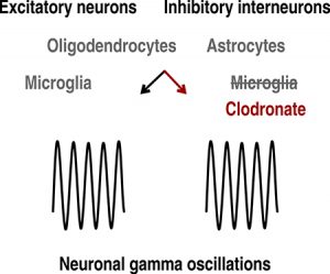 Nonreactive microglia are dispensable for neuronal signaling and rhythm generation in postnatal brain tissue - Medicine Innovates