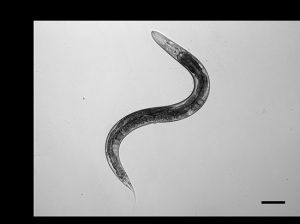 A little worm as a model system to investigate lipoic acid metabolism - Medicine Innovates