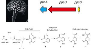 Discovery of the 2,4’-Dihydroxy-3’-methoxypropiophenone Biosynthesis Genes in Aspergillus oryzae - Medicine Innovates