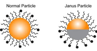 Bifunctional Janus Particle Probes to study phagocytosis - Medicine Innovates
