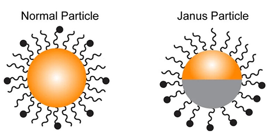 Bifunctional Janus Particle Probes to study phagocytosis - Medicine Innovates