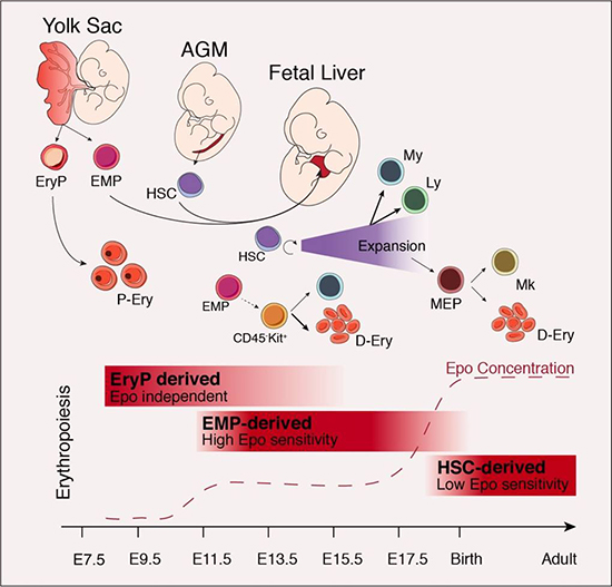 Erythrocytes in the fetus have different origin from those after birth - Medicine Innovates